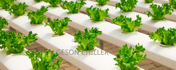 water chiller system hydroponics